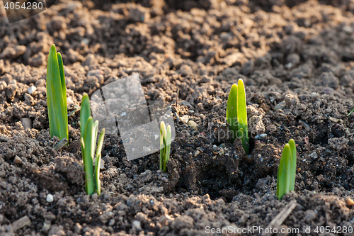 Image of Crocus flower sprouts in the springtime