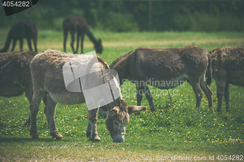 Image of Donkeys grazing on a green meadow