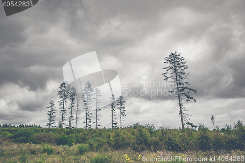 Image of Landscape with tall pine tree silhouettes