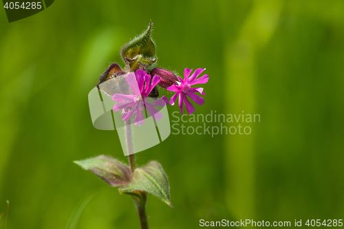 Image of Silene Dioica flower in green nature