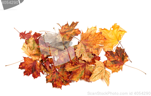 Image of Autumn dried multicolor maple leafs