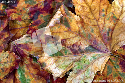 Image of Autumn multicolor dry maple leafs