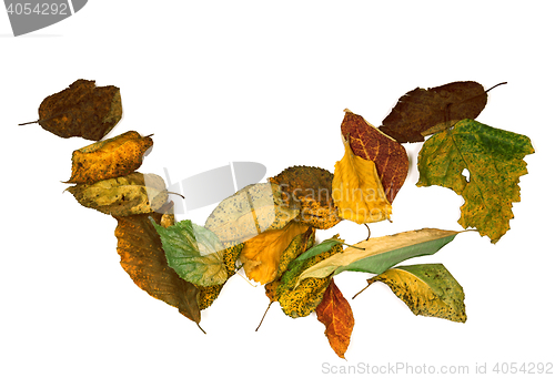 Image of Autumn dried leafs