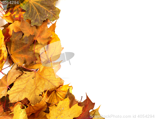 Image of Autumn dry maple-leafs background