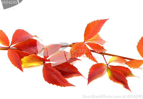 Image of Red autumnal branch of grapes leaves (Parthenocissus quinquefoli