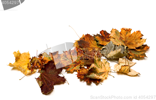Image of Autumn dry multicolor maple leafs
