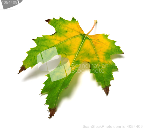 Image of Autumn multicolor leaf