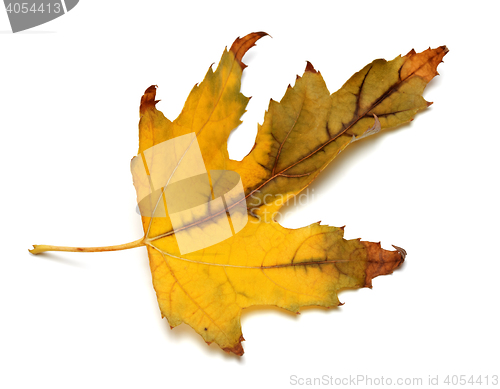 Image of Autumn dried maple leaf