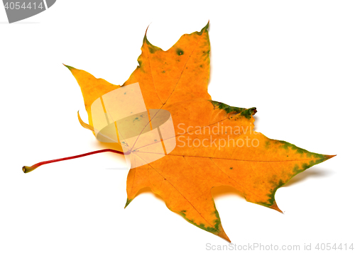 Image of Autumn yellow maple leaf