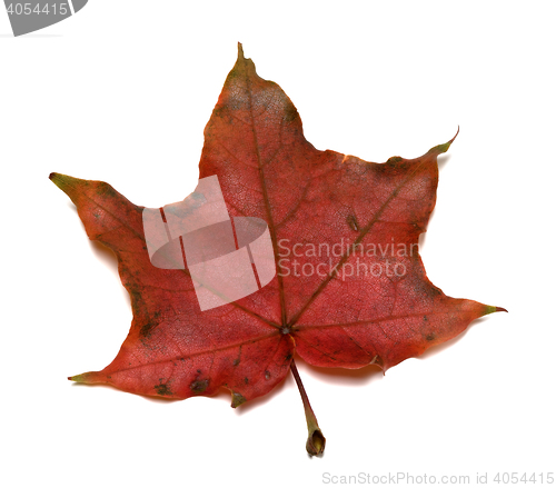 Image of Dark red autumn maple leaf