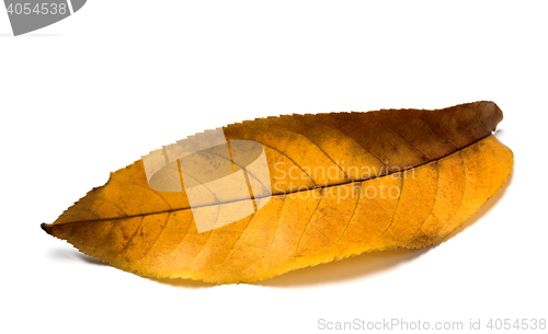 Image of Yellow autumn walnut leaf