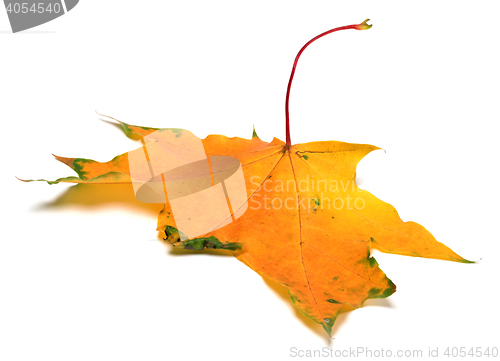 Image of Yellow autumn maple leaf