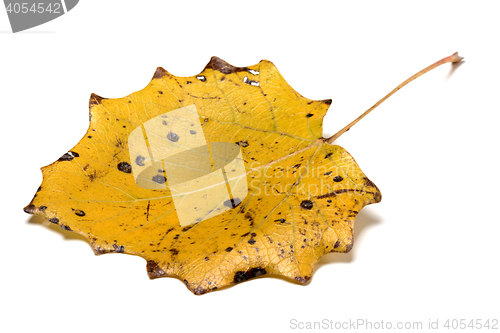 Image of Autumn yellow quaking aspen leaf