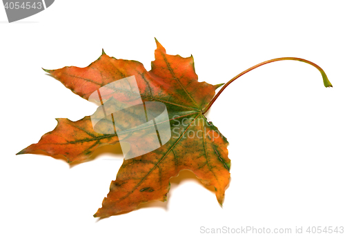 Image of Autumn multicolor maple-leaf