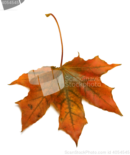 Image of Autumn maple leaf