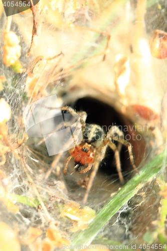 Image of small spider in his nestle