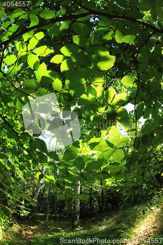 Image of green dark forest