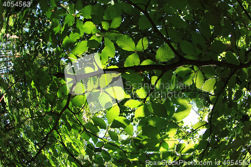 Image of green dark forest