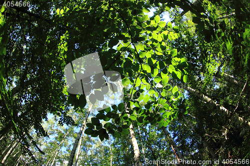 Image of green dark forest