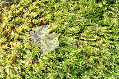 Image of green moss texture