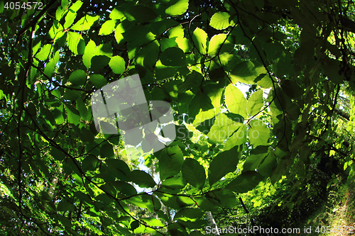 Image of green dark forest