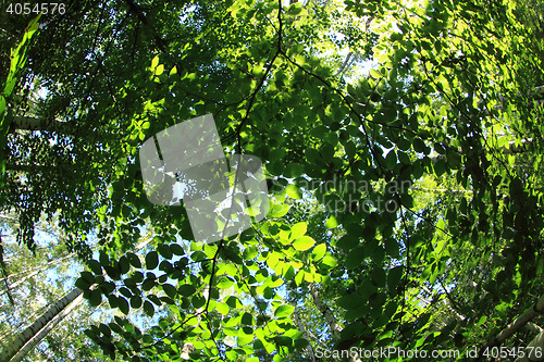 Image of green dark forest