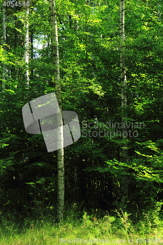 Image of green dark forest