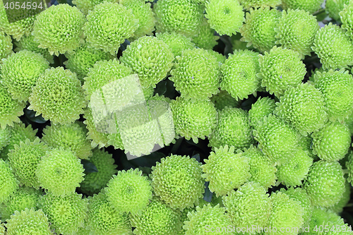 Image of green flower texture