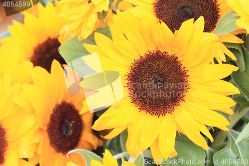 Image of yellow sunflower background
