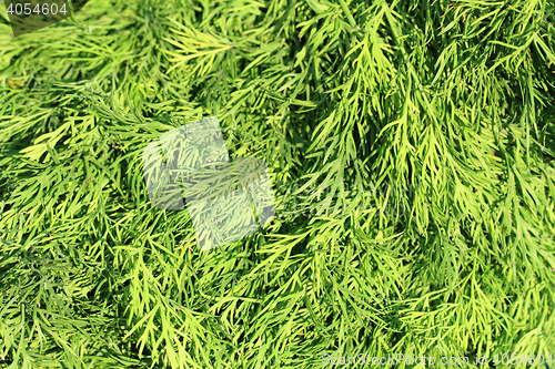 Image of fresh dill leaves texture