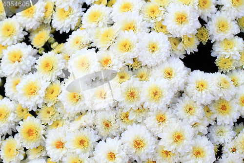 Image of white flower texture