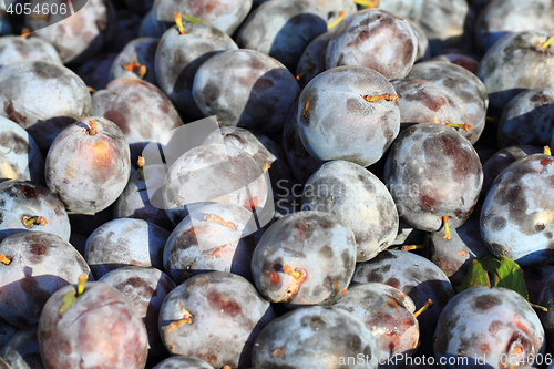 Image of blue plum fruits  