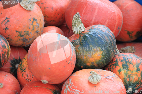 Image of orange hokaido pumpkins 