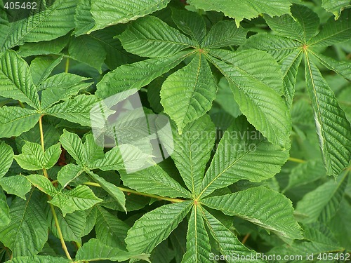 Image of Chestnut leaves