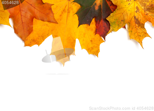 Image of Autumn multicolor maple-leafs