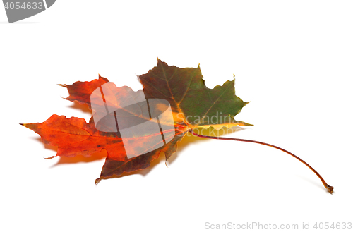 Image of Multicolor autumn maple-leaf