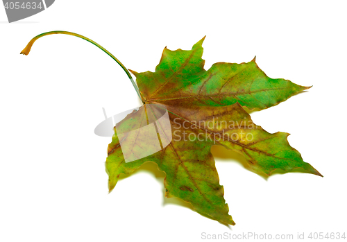 Image of Dried multicolor maple-leaf