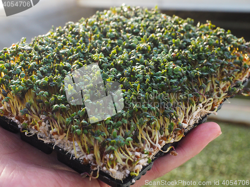 Image of Watercress in hand, grown in greenhouse, up close