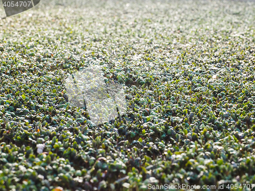 Image of Watercress in a greenhouse, up close, seen from a low angle