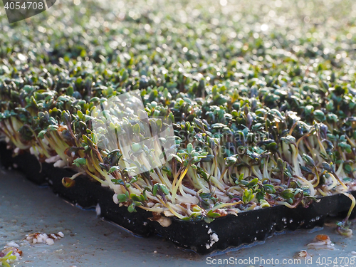 Image of Watercress in a greenhouse, up close, seen from a low angle