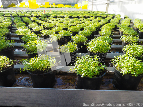 Image of Fresh herbs growing in pots, in a greenhouse