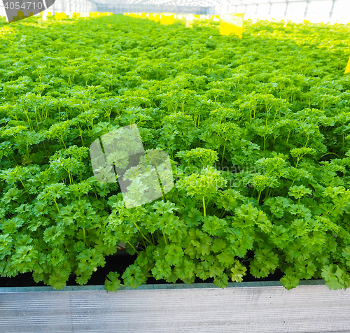 Image of Curly leaf parsley, up close in a field