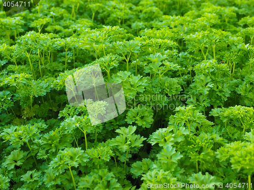 Image of Curly leaf parsley, up close in a field