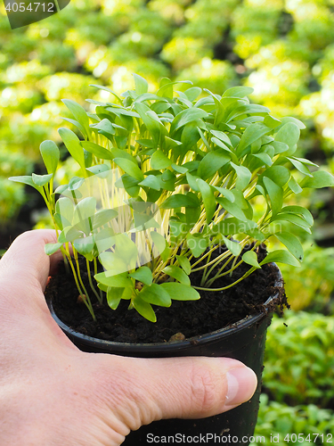 Image of Fresh marjoram herbs growing in pot, held in hand, above other p