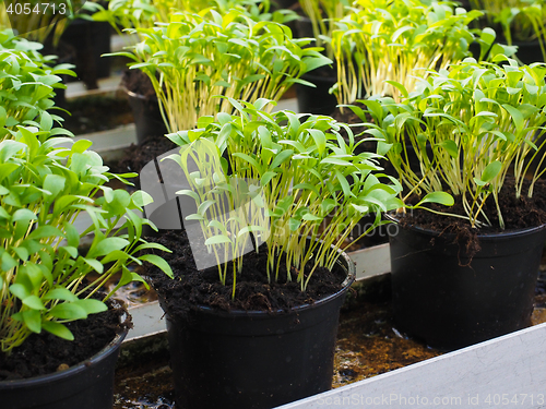 Image of Fresh herbs growing in pots, in a greenhouse