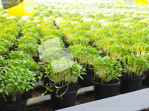 Image of Fresh herbs growing in pots, in a greenhouse