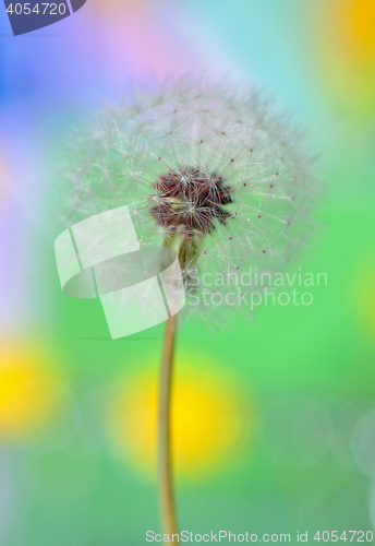 Image of dandelion on colorful background