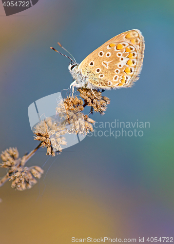 Image of Common Blue (Polyomathus icarus) butterfly