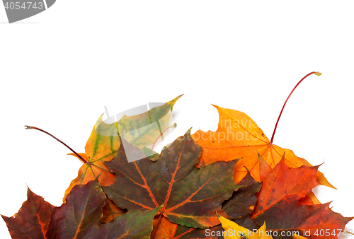 Image of Autumn multicolor maple-leafs 