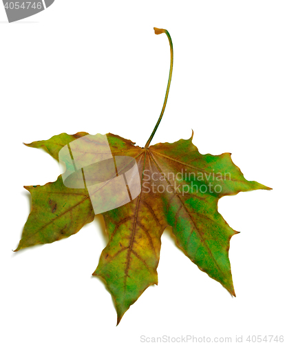 Image of Dried multicolor maple-leaf